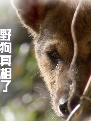 野狗真相了